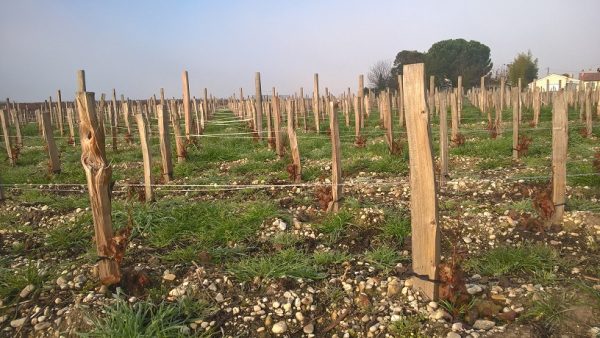 photo d'un plantation de vigne en hiver