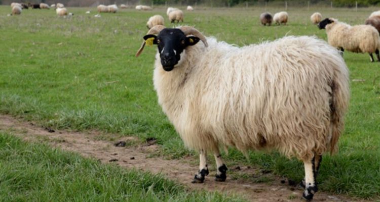 image de moutons