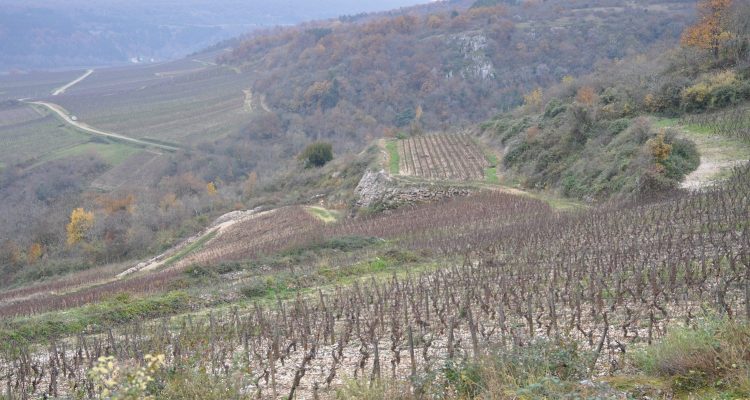 image vignes