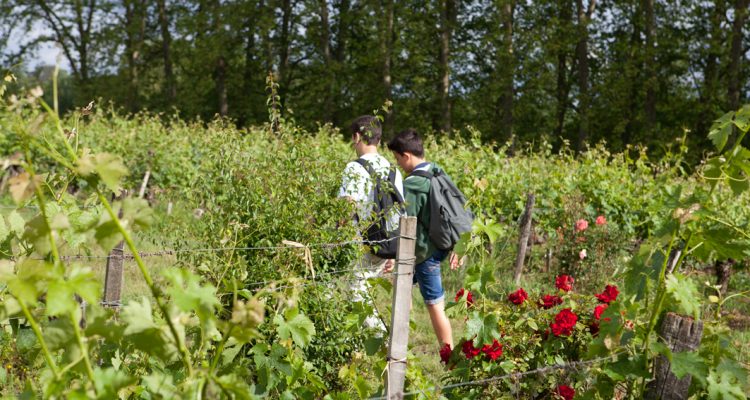 enfants dans les vignes