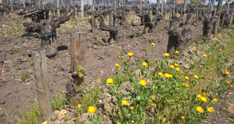 image de vignes au printemps