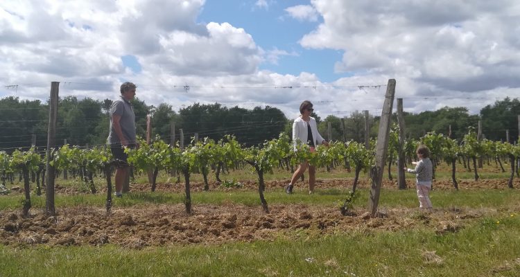 balade dans les vignes