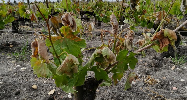 photo pied de vigne touché par le gel