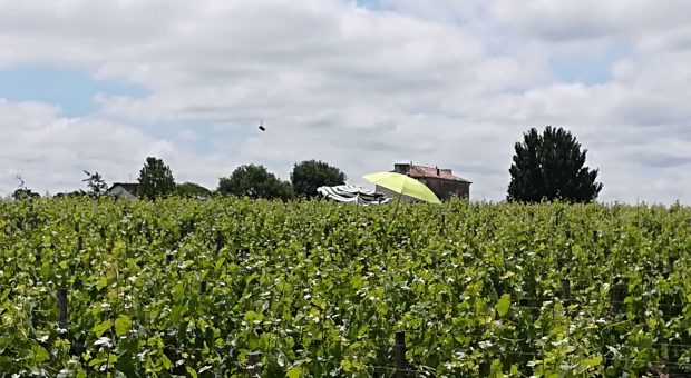 parasols dans les vignes