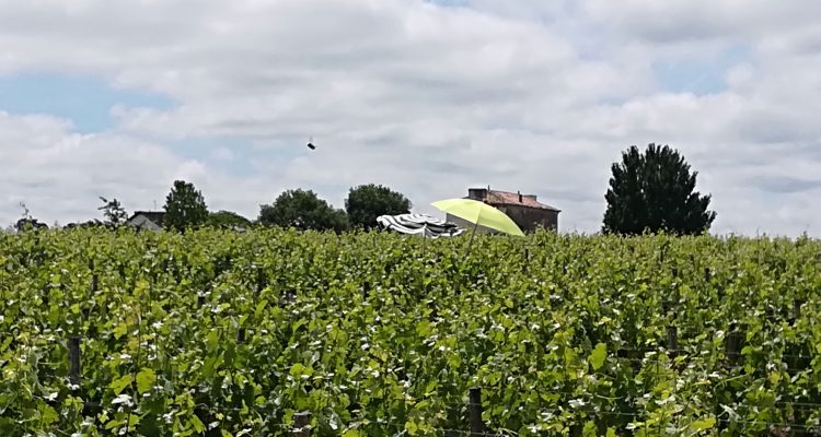 parasols dans les vignes