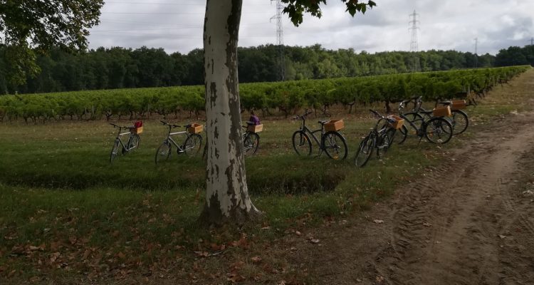 vélo dans les vignes