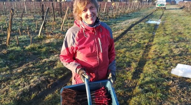 Stella Puel en complantation dans ses vignes