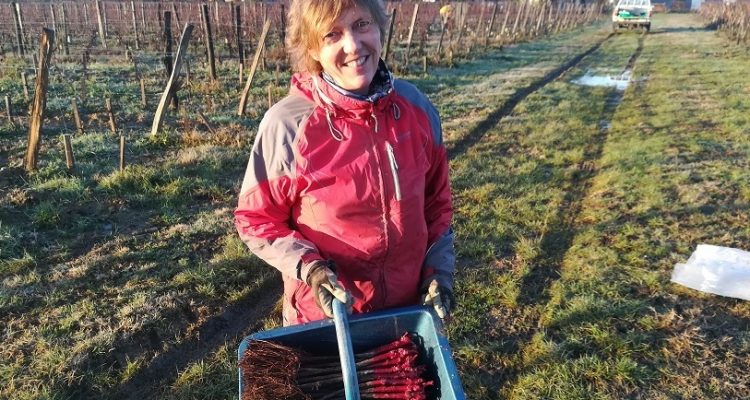 Stella Puel en complantation dans ses vignes