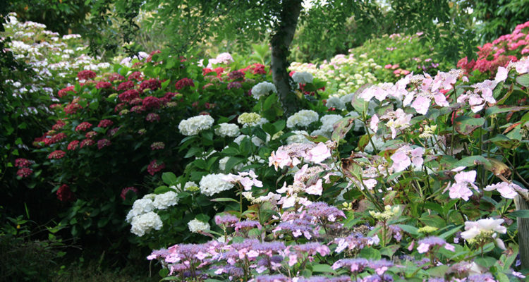 image d'hortensias