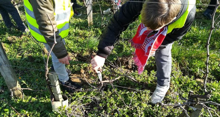 ENFANTS EN TRAIN DE VISITER VIGNES