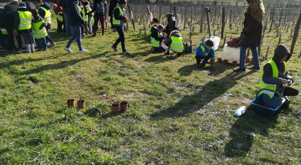 enfants dans les vignes