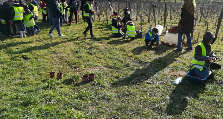 enfants dans les vignes