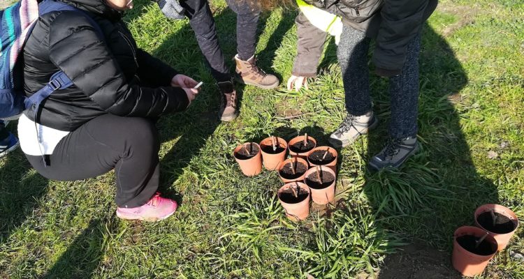 bouturage de la vigne par des enfants