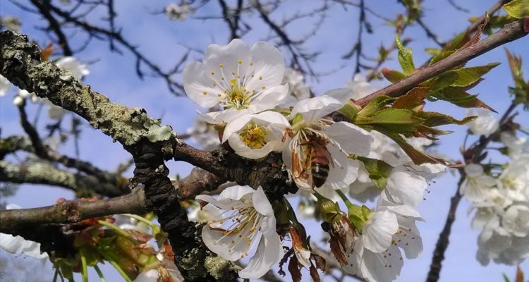 abeille dans un pommier