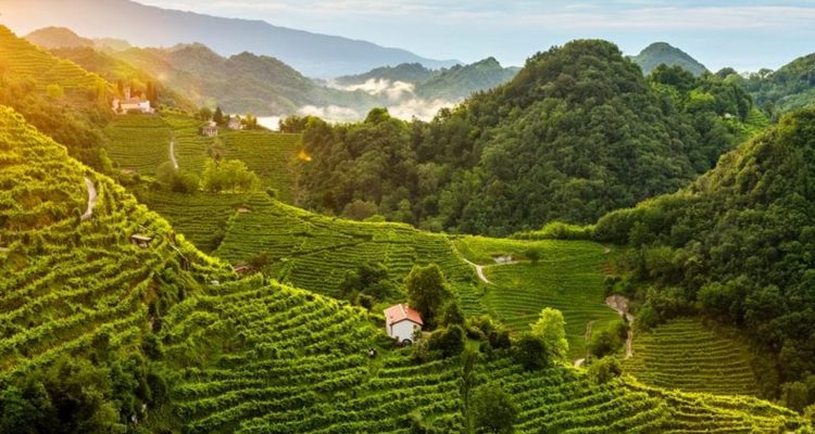 vignoble de prosecco