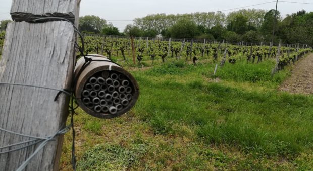 photo d'un nichoir à abeilles sauvages