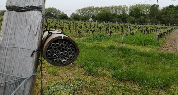 photo d'un nichoir à abeilles sauvages