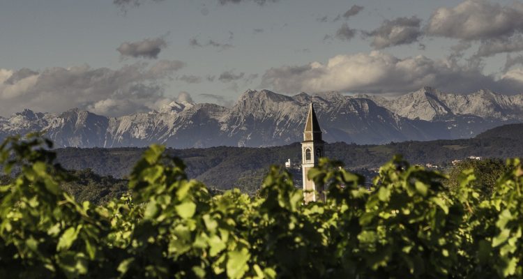 image de vignoble du friuli