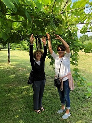 IMAGE DE VIGNES ALBARINO