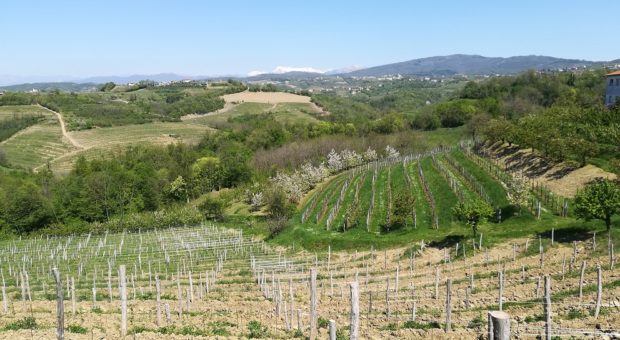 vignoble slovène