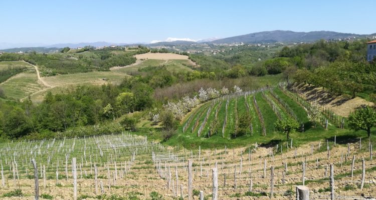 vignoble slovène