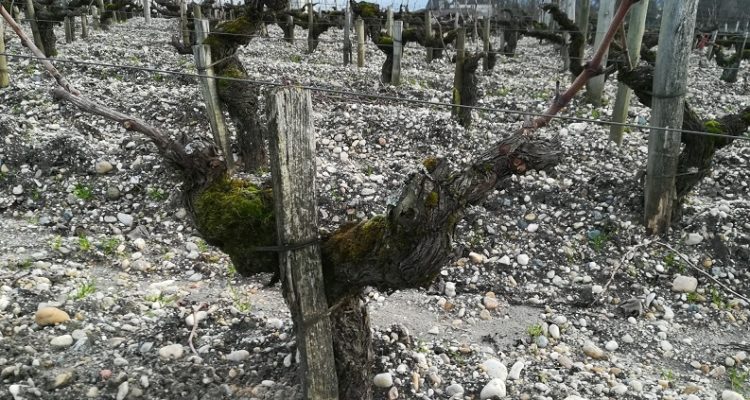 pied de vigne taillé