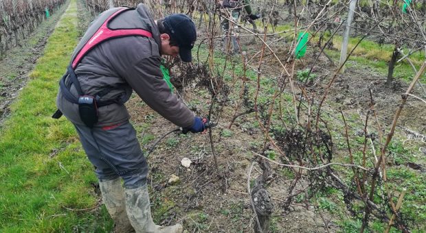 tailleurs dans les vignes