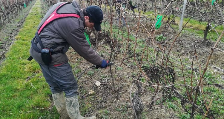 tailleurs dans les vignes