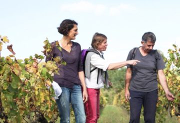 groupe en balade et rando dans les vignes en pessac-léognan