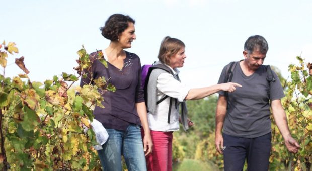 groupe en balade et rando dans les vignes en pessac-léognan