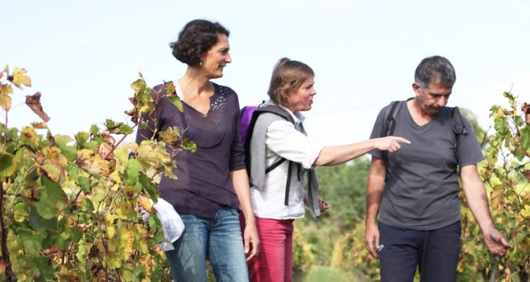 groupe en balade et rando dans les vignes en pessac-léognan