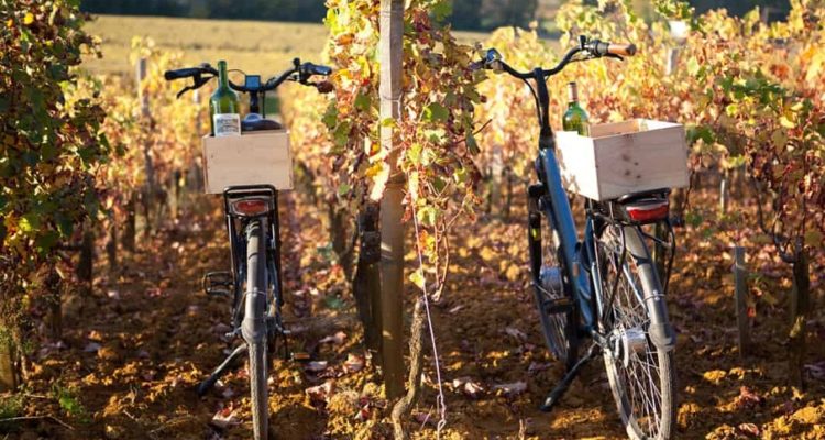 des vélos dans les vignes de pessac-léognan