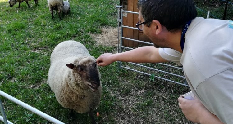 moutons chateau bardins