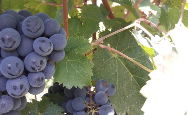 visiter un chateau de pessac-léognan, faire un atelier de dégustation et cours d'oenologie, au chateau bardins en AOC pessac-léognan