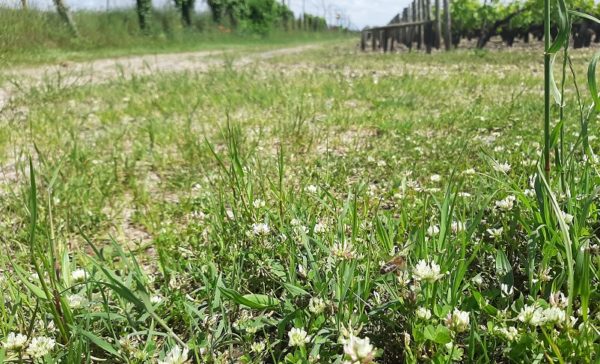 image d'abeilles dans les vignes