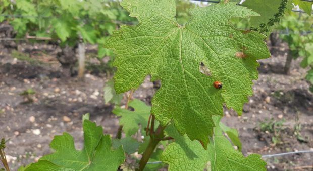 coccinelle sur feuille de vigne