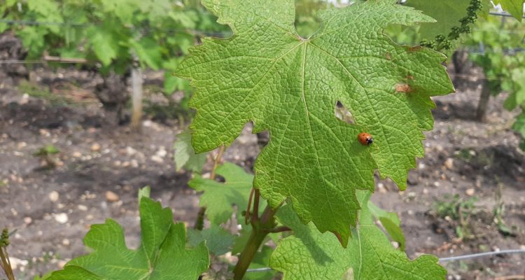 coccinelle sur feuille de vigne