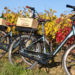visite et dégustation à vélo dans un chateau en pessac-léognan