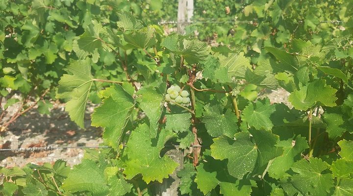 récolte de verjus vendanges 2022 bordeaux pessazc-leognan
