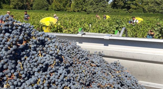 scène de vendanges en cru classé en pessac-leognan