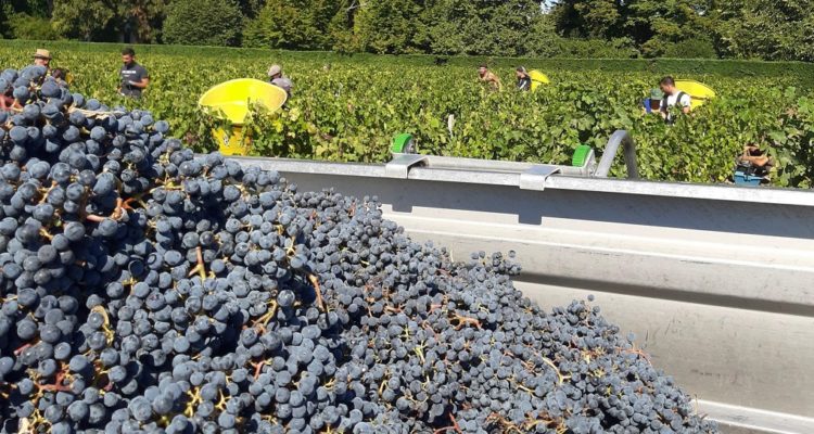 scène de vendanges en cru classé en pessac-leognan