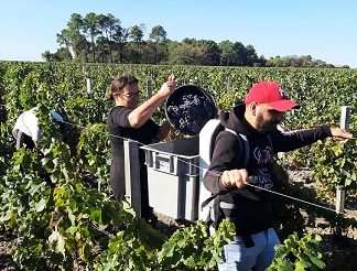 vendanges en pessac-léognan