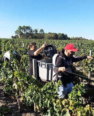 vendanges en pessac-léognan